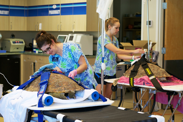 During TPN treatments, turtle patients are balanced on swimming noodles to prevent damage to their internal organs, and are strapped to the treatment table with donated (used) racecar harnesses. Photo Credit: Loggerhead Marinelife Center